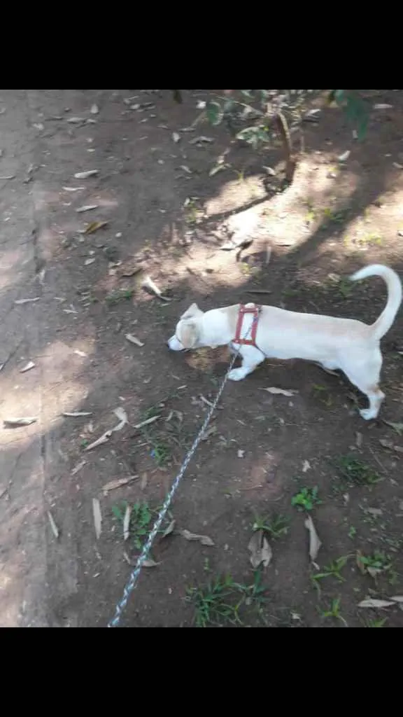 Cachorro ra a Vira lata mistura de salchicha idade 4 anos nome Thor