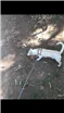 Cachorro raça Vira lata mistura de salchicha idade 4 anos nome Thor
