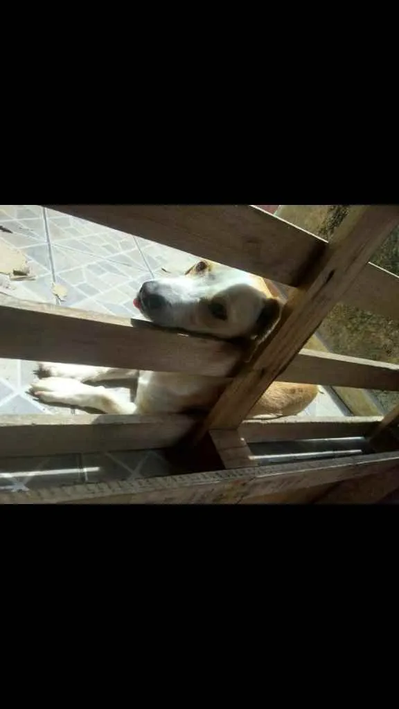 Cachorro ra a Vira lata mistura de salchicha idade 4 anos nome Thor