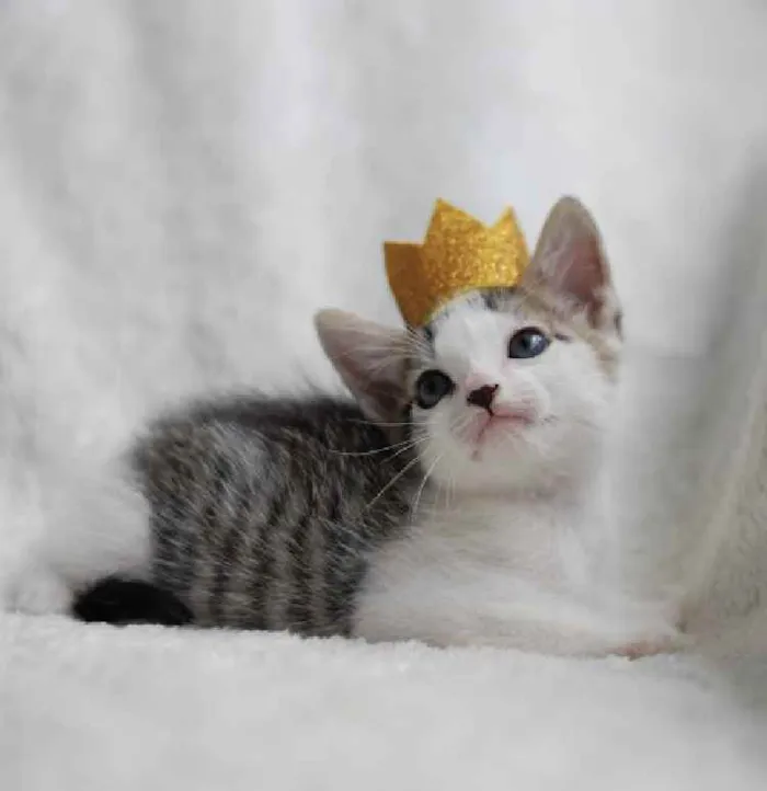 Gato ra a Srd idade 2 a 6 meses nome Apollo