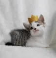 Apollo