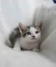Apollo