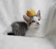 Apollo
