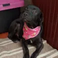 Lolô