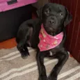 Lolô