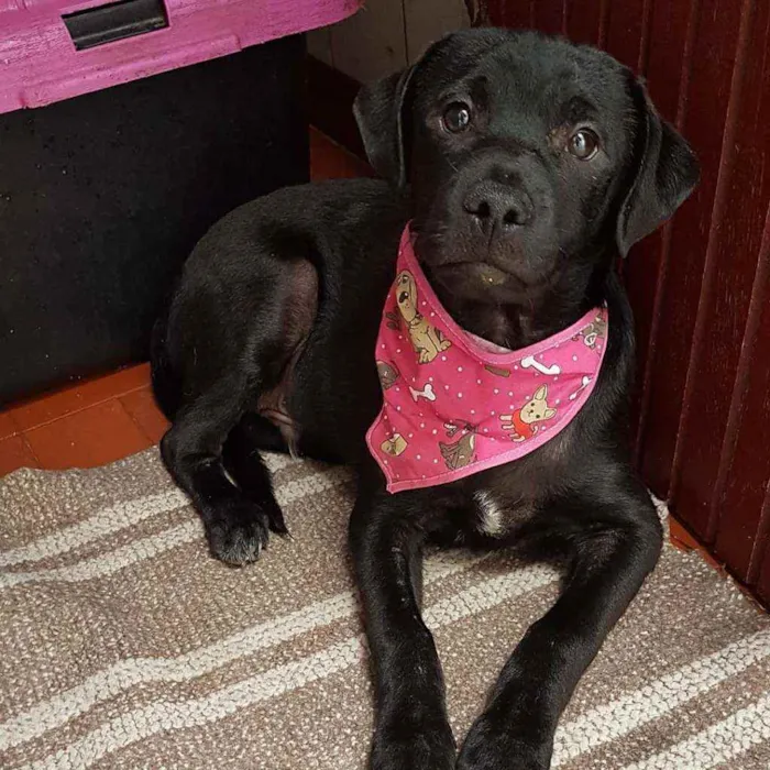 Cachorro ra a SRD  idade 2 a 6 meses nome Lolô