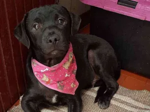 Cachorro raça SRD  idade 2 a 6 meses nome Lolô