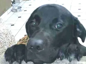Cachorro raça  idade 1 ano nome Luke  ( mix Labrador