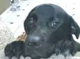Luke  ( mix Labrador