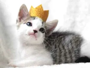 Gato raça Srd idade 2 a 6 meses nome Apollo