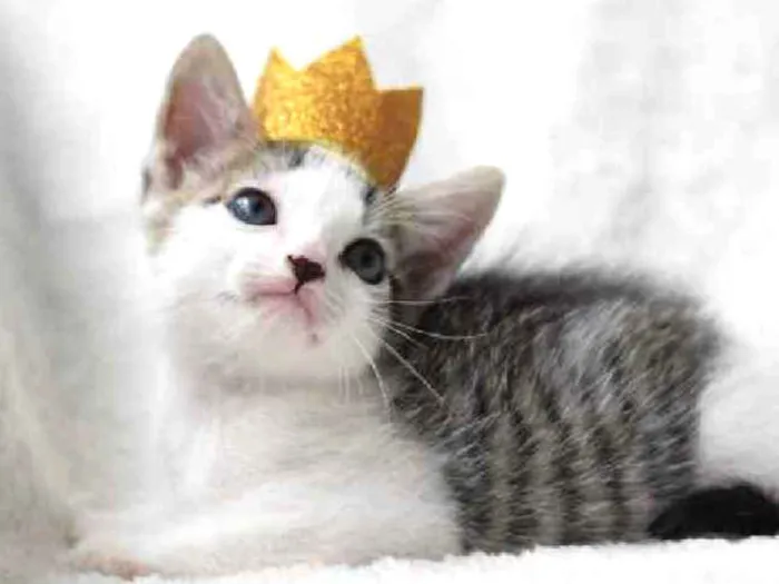 Gato ra a Srd idade 2 a 6 meses nome Apollo