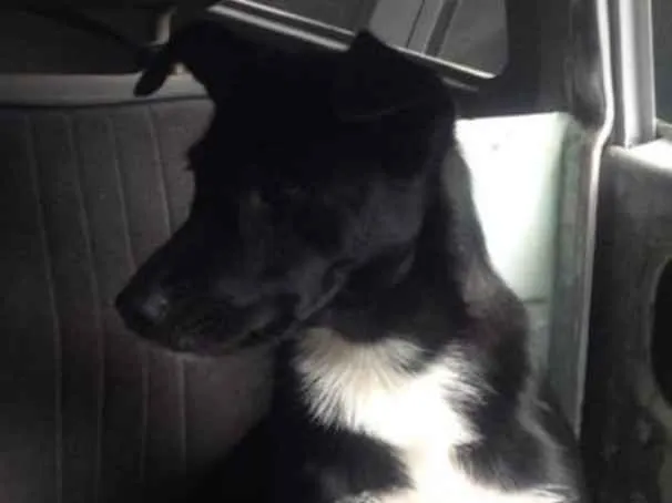 Cachorro ra a SRD idade 2 anos nome Pretinha