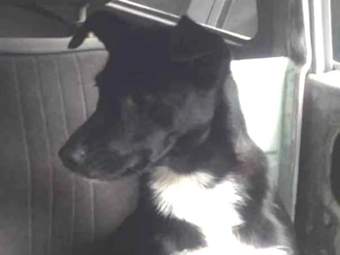 Cachorro ra a SRD idade 2 anos nome Pretinha