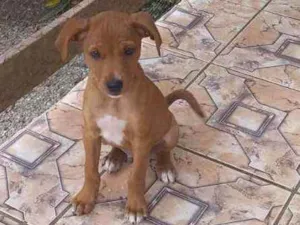 Cachorro raça Pint misturado idade 2 a 6 meses nome Gordo