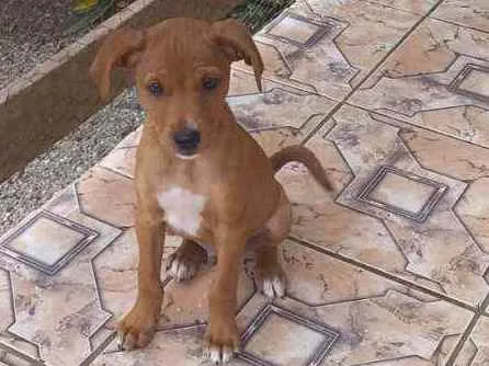 Cachorro ra a Pint misturado idade 2 a 6 meses nome Gordo