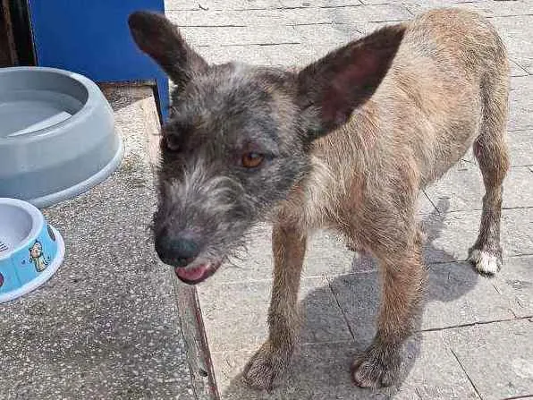 Cachorro ra a Nao sei idade 7 a 11 meses nome Pequenina