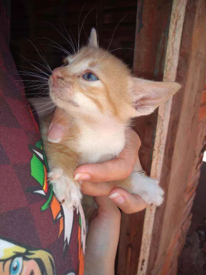 Gato ra a Srd idade Abaixo de 2 meses nome Varios