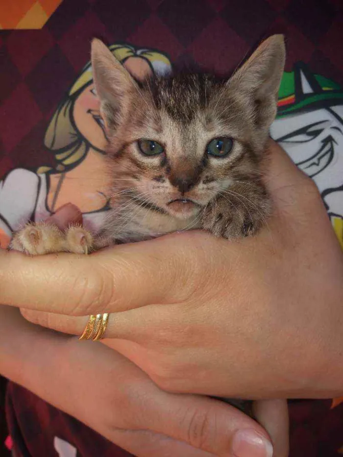 Gato ra a Srd idade Abaixo de 2 meses nome Varios