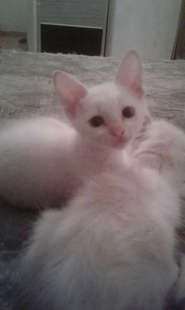 Gato ra a SRD idade 2 a 6 meses nome --