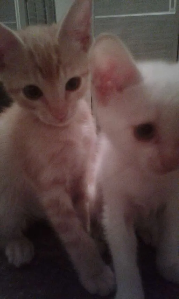 Gato ra a SRD idade 2 a 6 meses nome --