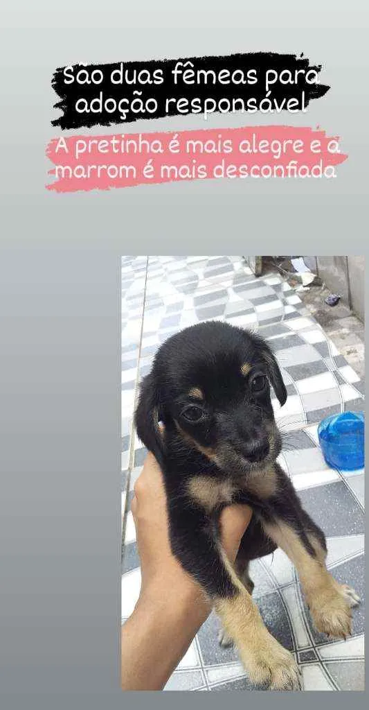 Cachorro raça Vira-lata idade Abaixo de 2 meses nome Não possui nome