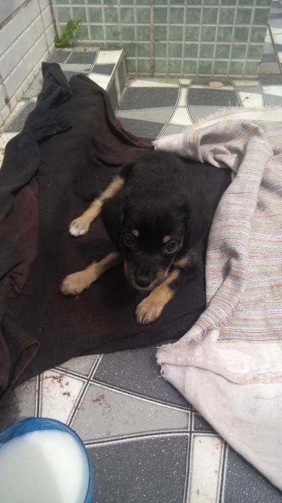 Cachorro raça Vira-lata idade Abaixo de 2 meses nome Não possui nome