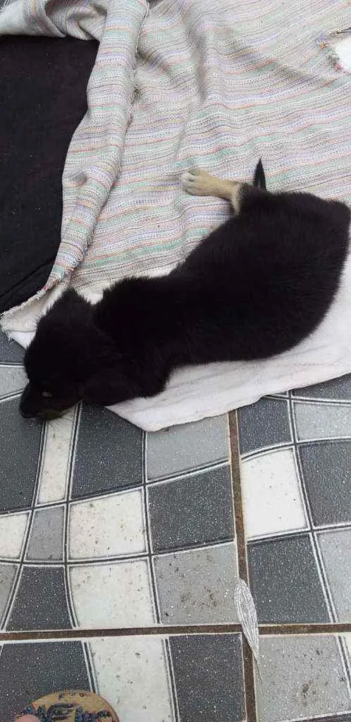 Cachorro raça Vira-lata idade Abaixo de 2 meses nome Não possui nome