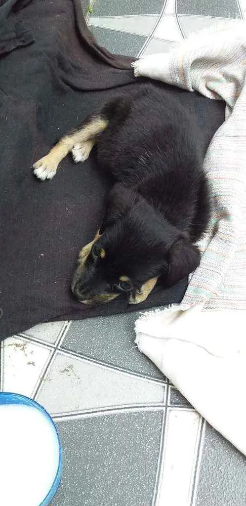 Cachorro raça Vira-lata idade Abaixo de 2 meses nome Não possui nome
