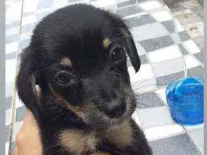 Cachorro raça Vira-lata idade Abaixo de 2 meses nome Não possui nome