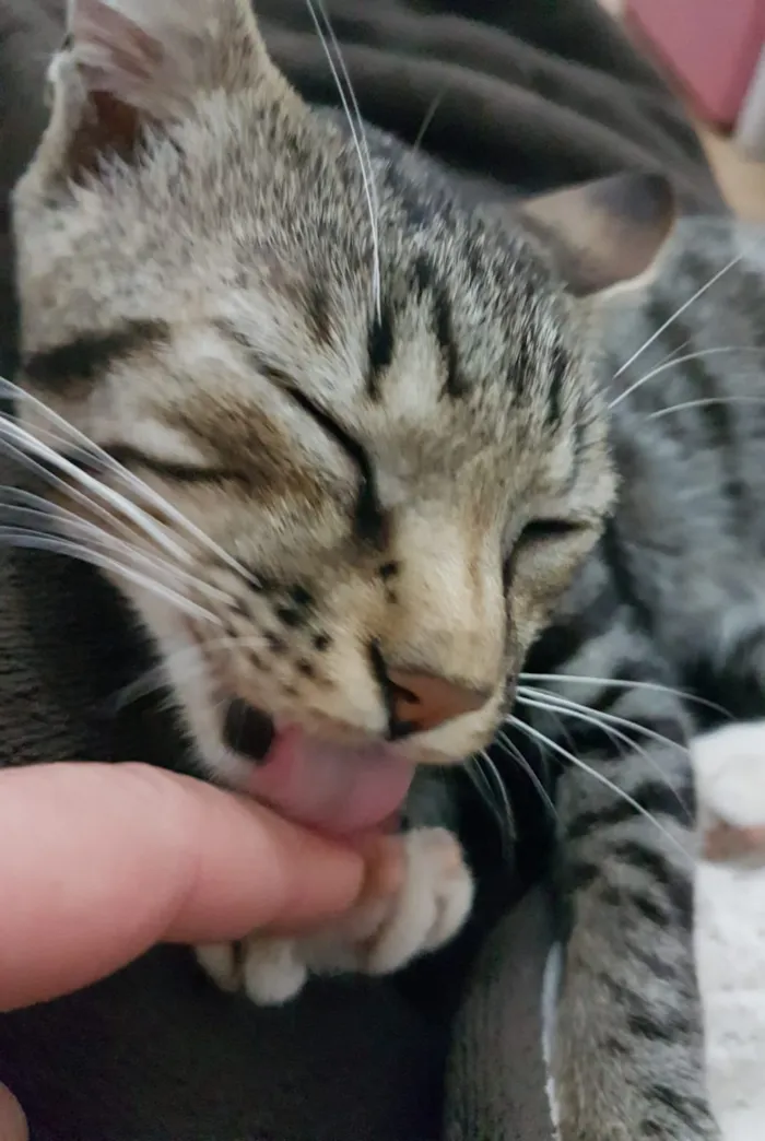 Gato ra a RND idade 2 a 6 meses nome Maslow