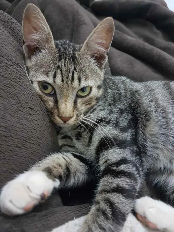 Gato ra a RND idade 2 a 6 meses nome Maslow
