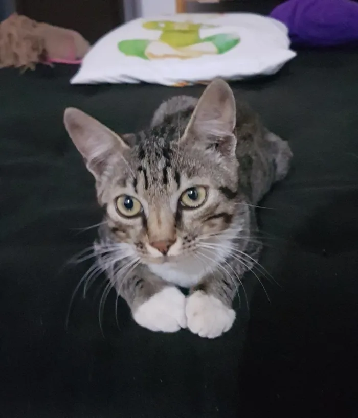 Gato ra a RND idade 2 a 6 meses nome Maslow