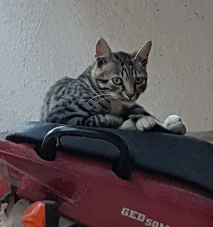 Gato ra a RND idade 2 a 6 meses nome Maslow