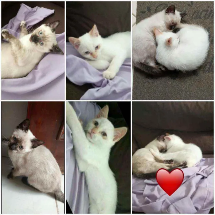 Gato ra a  idade 2 a 6 meses nome Não tem