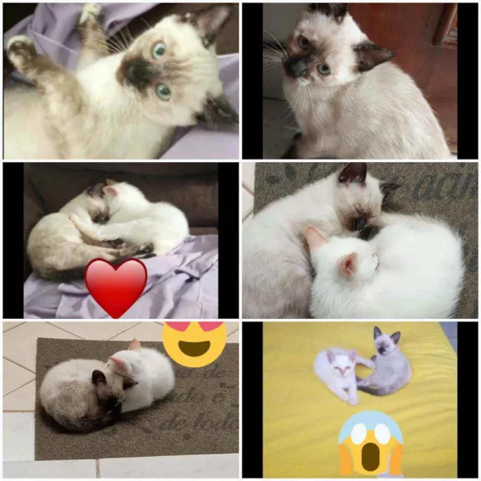 Gato ra a  idade 2 a 6 meses nome Não tem