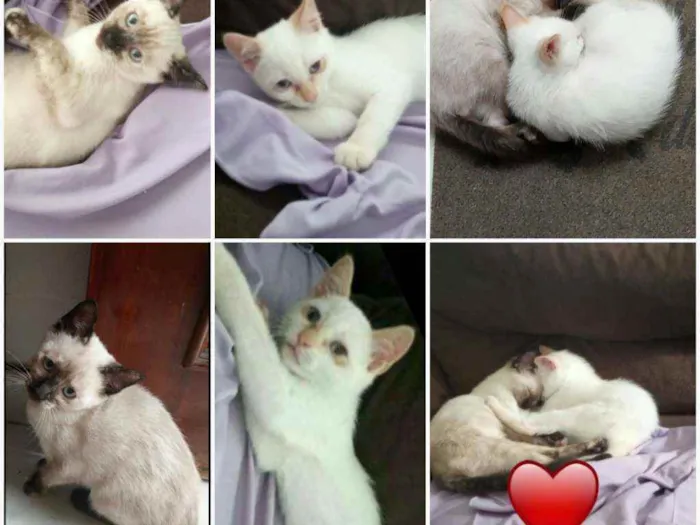 Gato ra a  idade 2 a 6 meses nome Não tem