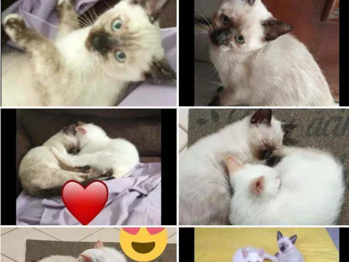 Gato ra a  idade 2 a 6 meses nome Não tem