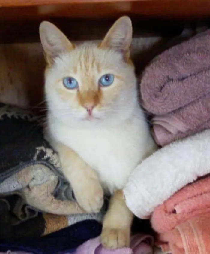 Gato ra a Sem Raça idade 3 anos nome Snow GRATIFICA