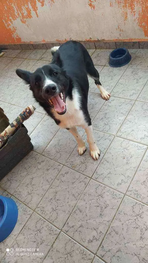 Cachorro ra a Mestiço Border Coller idade 7 a 11 meses nome Thor