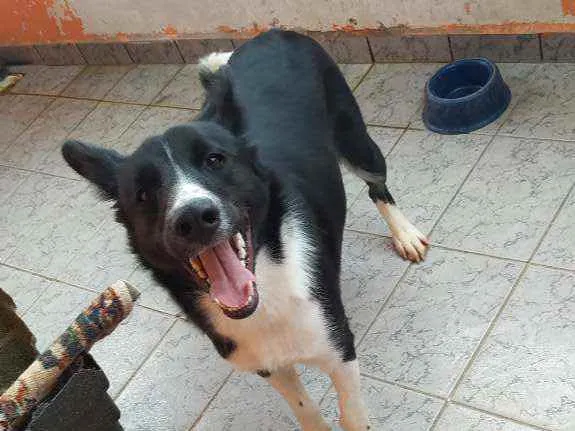Cachorro ra a Mestiço Border Coller idade 7 a 11 meses nome Thor