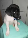 Bebês