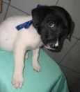 Bebês