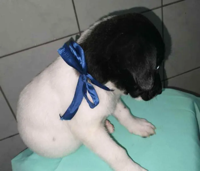Cachorro ra a  idade 2 a 6 meses nome Bebês 