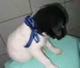 Bebês