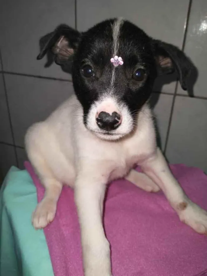 Cachorro ra a  idade 2 a 6 meses nome Bebês 