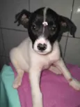 Bebês