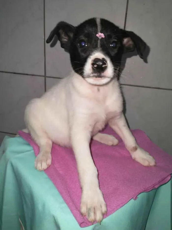 Cachorro ra a  idade 2 a 6 meses nome Bebês 