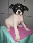 Bebês