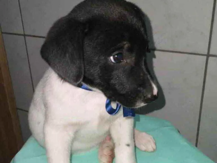 Cachorro ra a  idade 2 a 6 meses nome Bebês 
