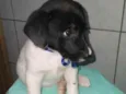 Bebês